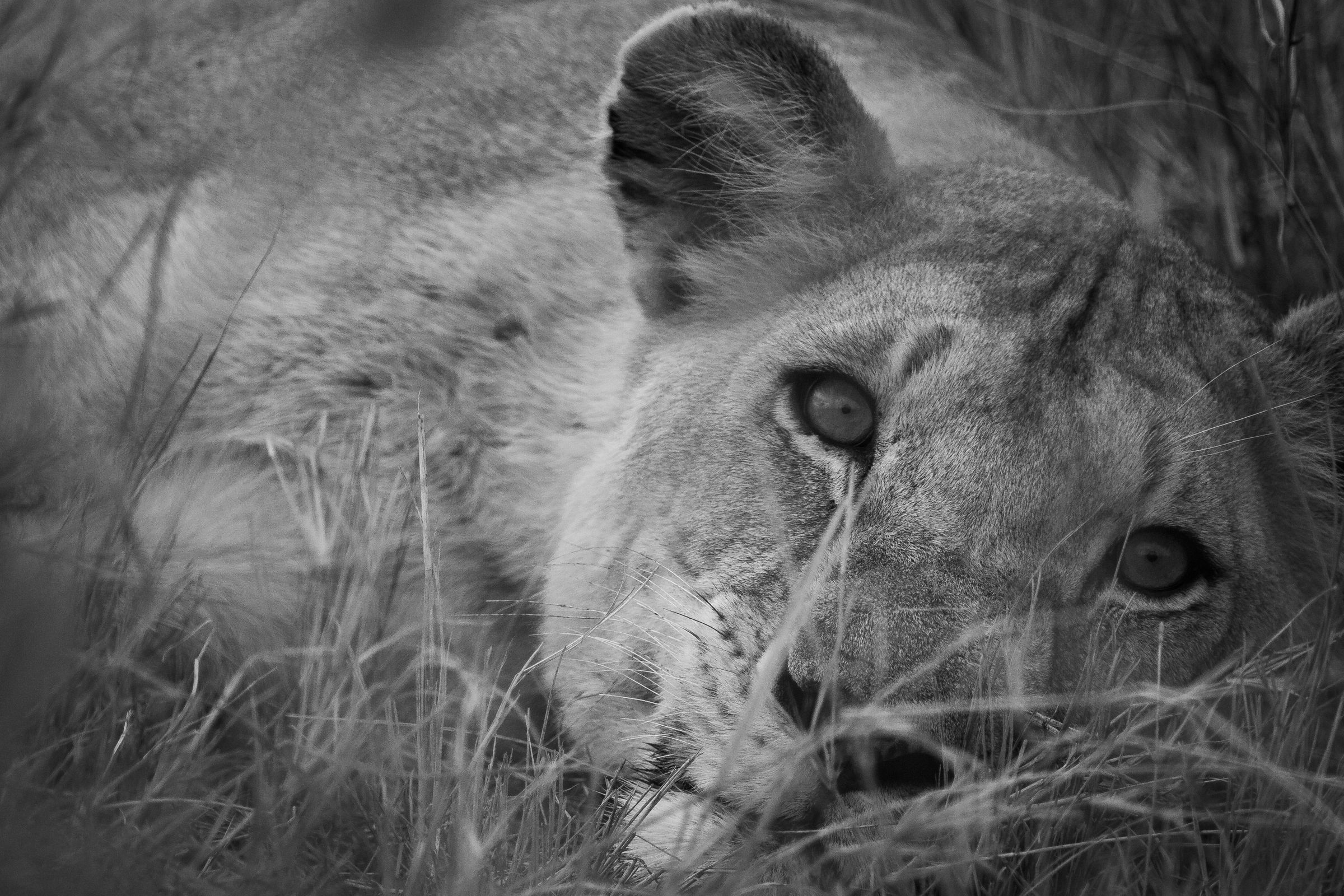 A lioness resting her head in the grass, in black and white
