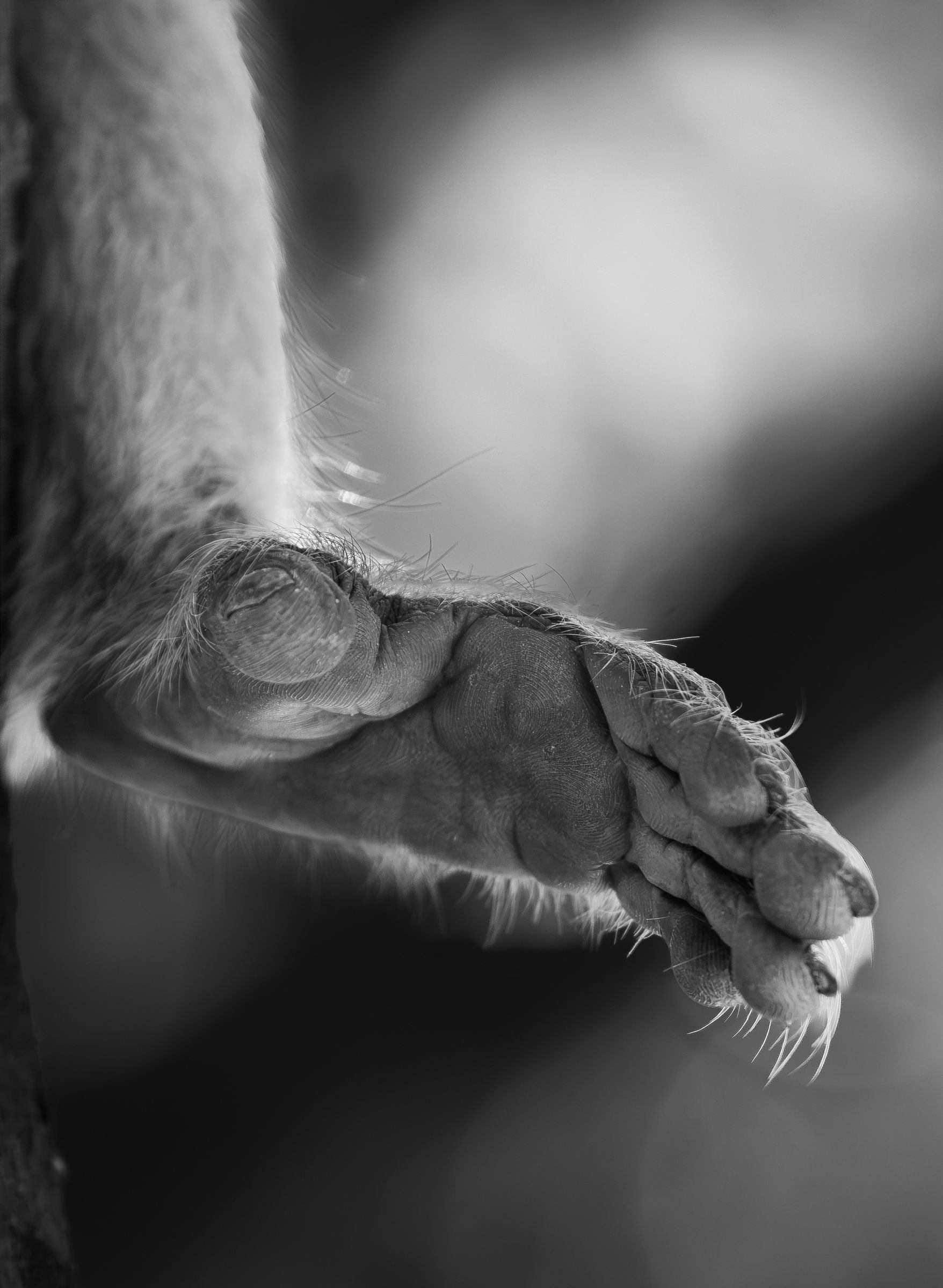 A toque macaque's paw hanging down, in black and white