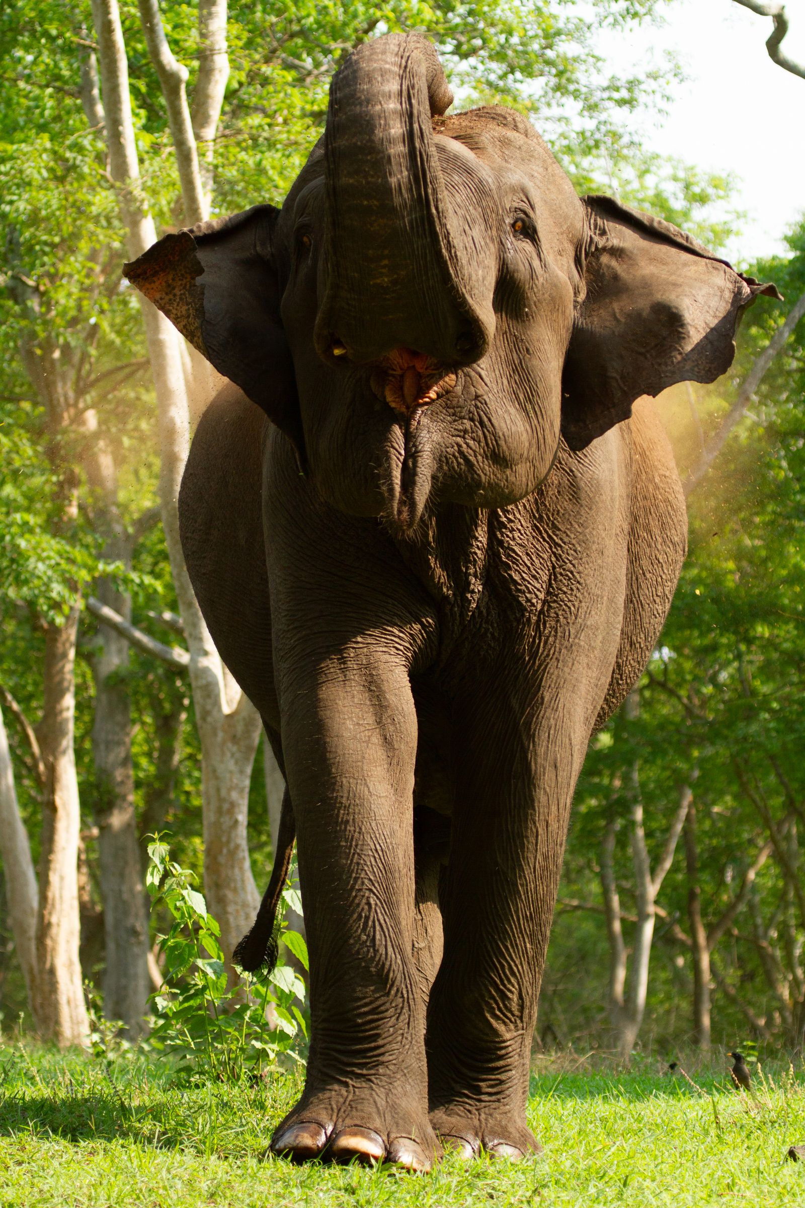 An elephant walking toward the camera with its trunk raised