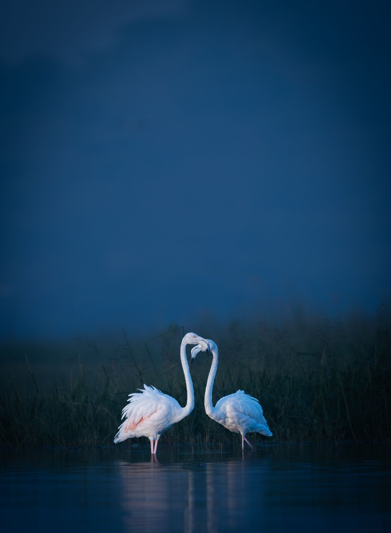 Two flamingos standing in deep blue water