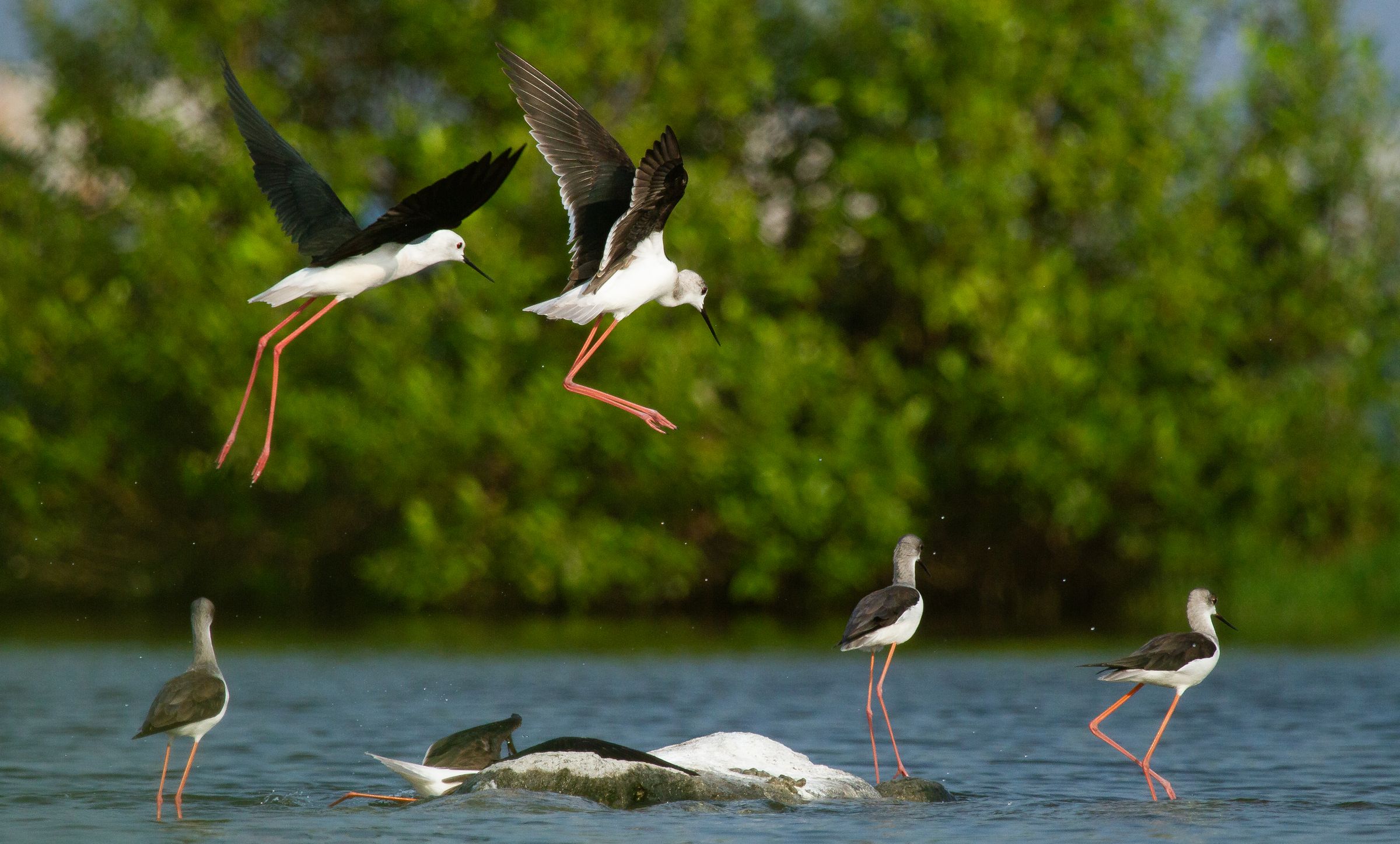 Black-winged stilts leaping above shallow water