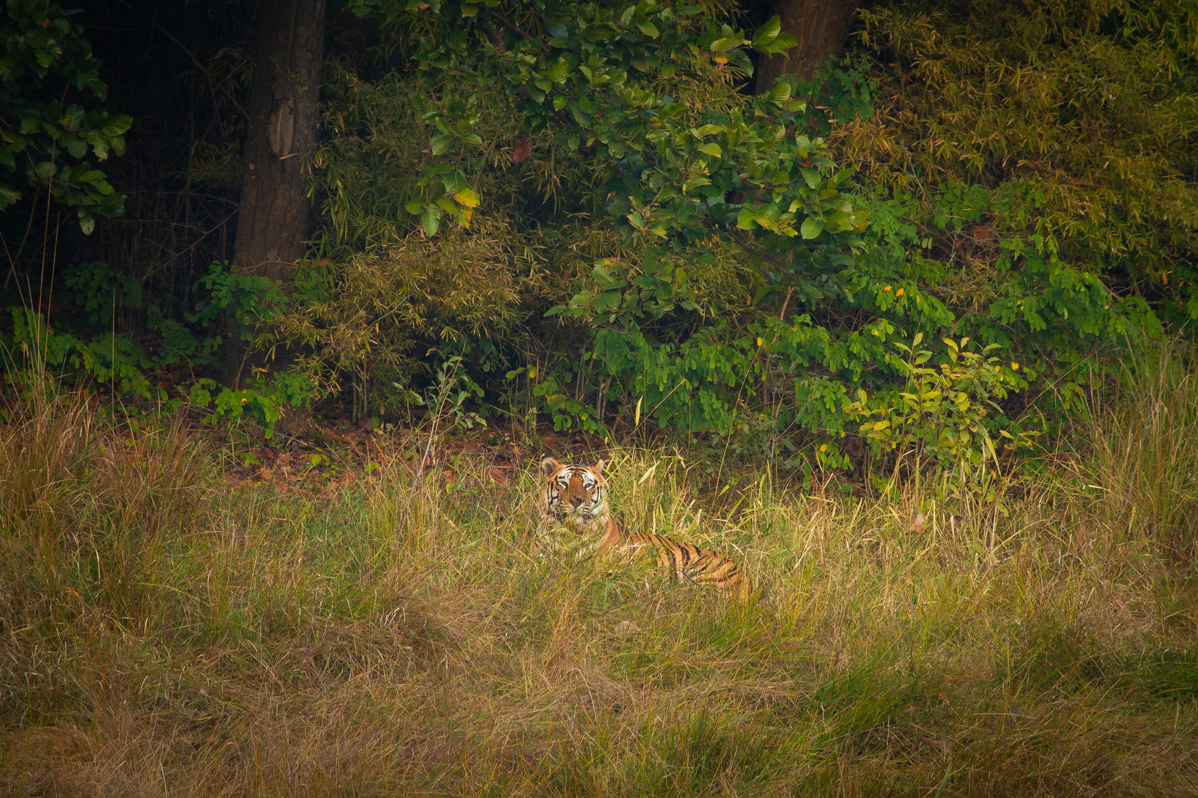 A tiger lying in grass at the edge of the forest