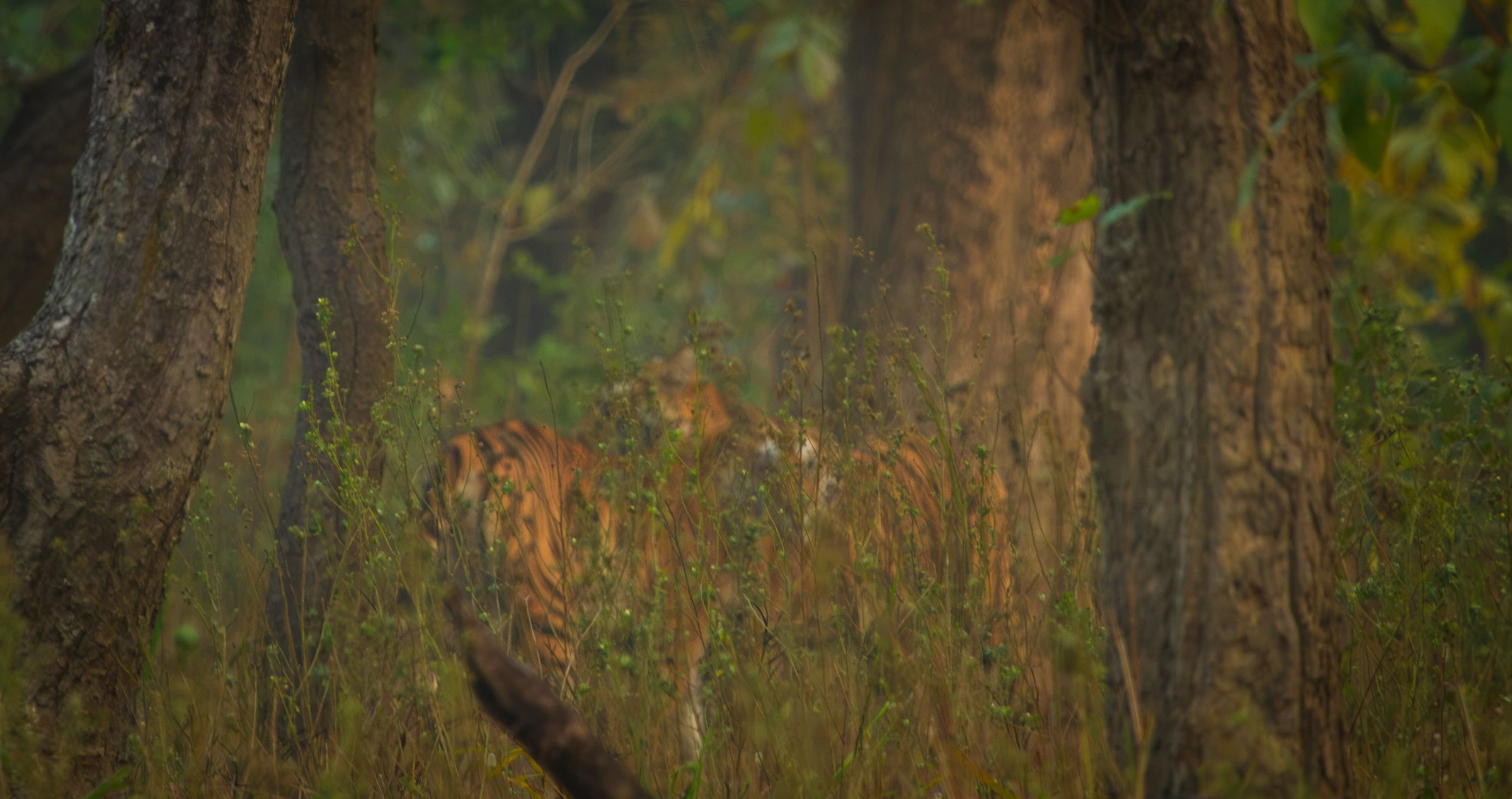A tiger half-hidden among tall trees in the mist