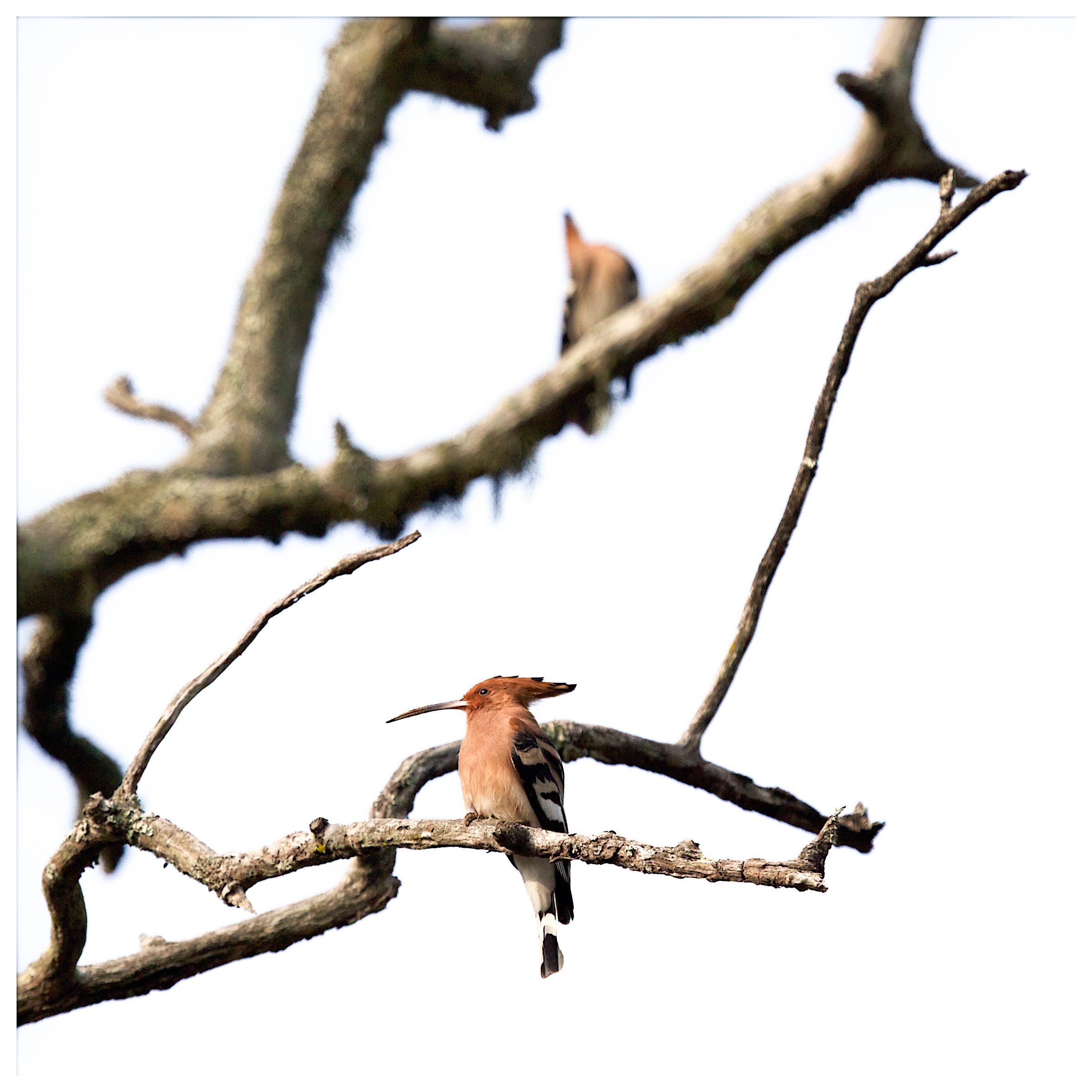 Two hoopoes on bare branches against white