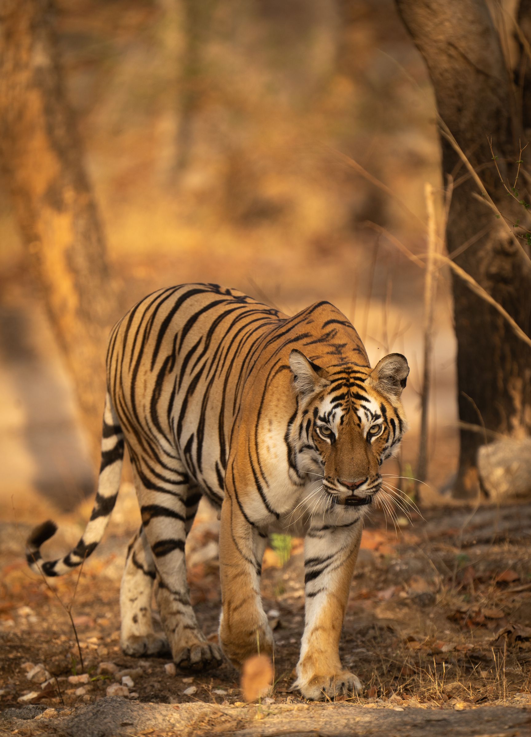 A tiger walking toward the camera through a dry forest