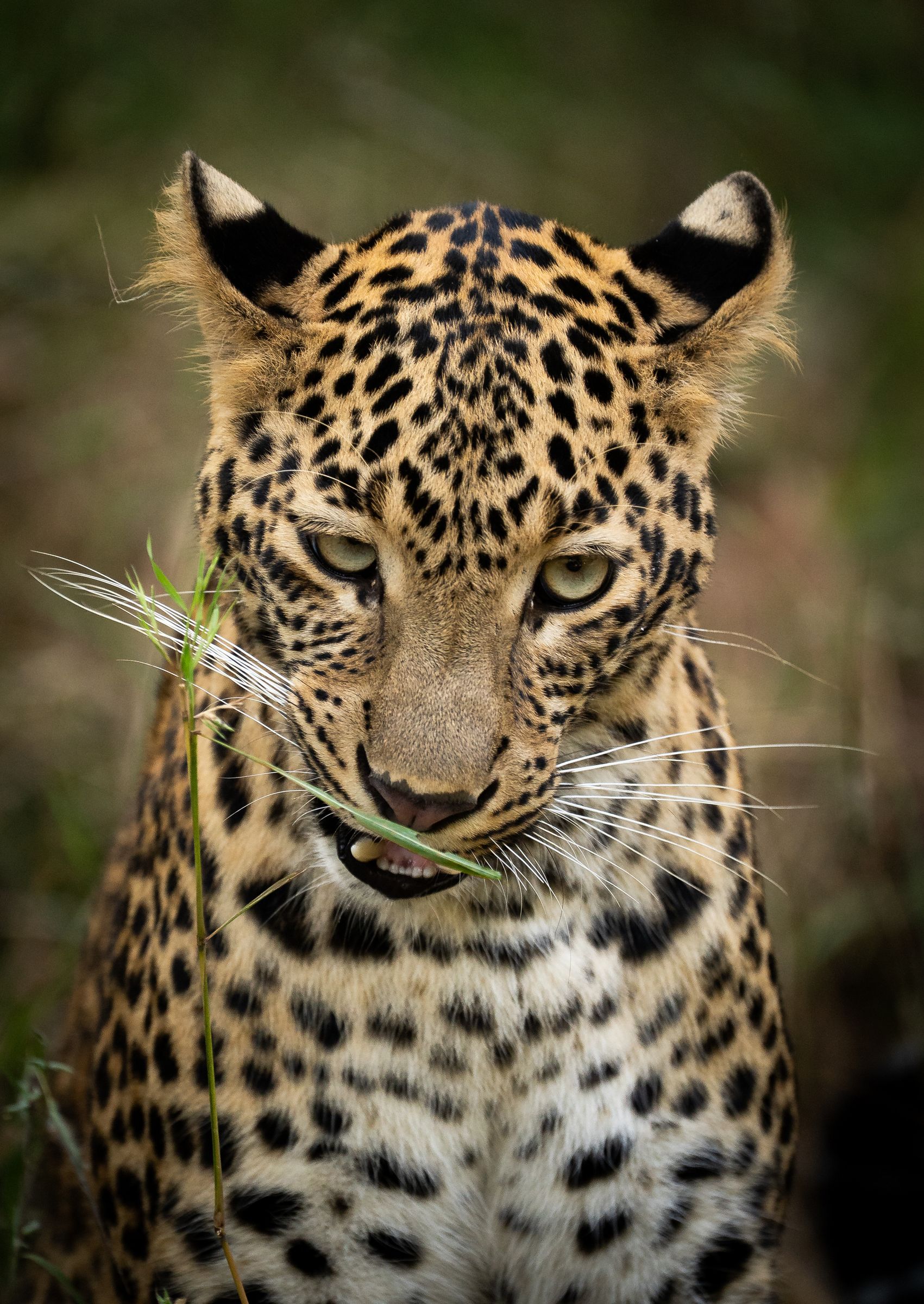 A young leopard looking down, a blade of grass in its mouth