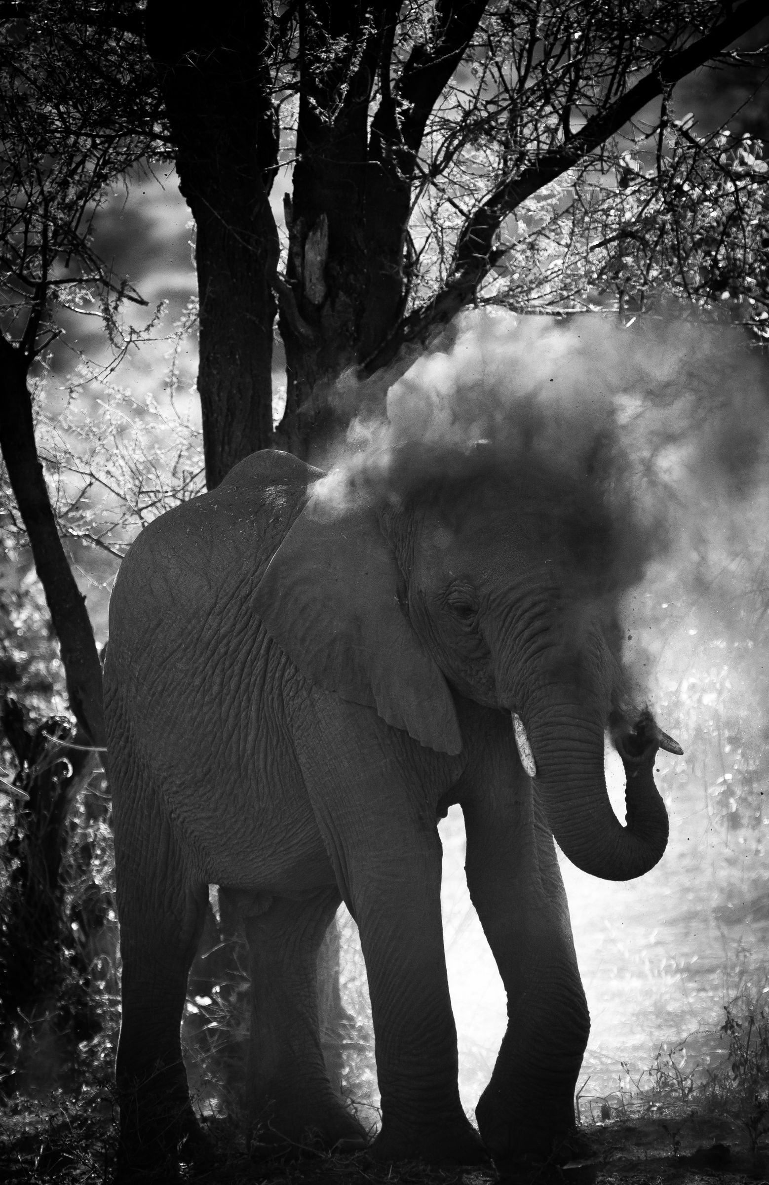 An elephant throwing dust over its back, in black and white