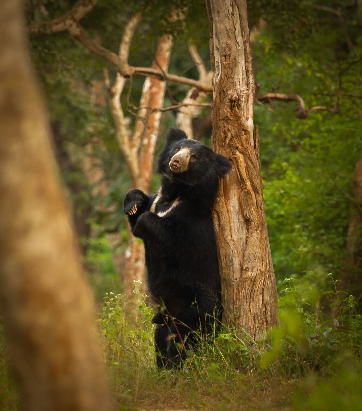 A sloth bear standing against a tree trunk in the forest