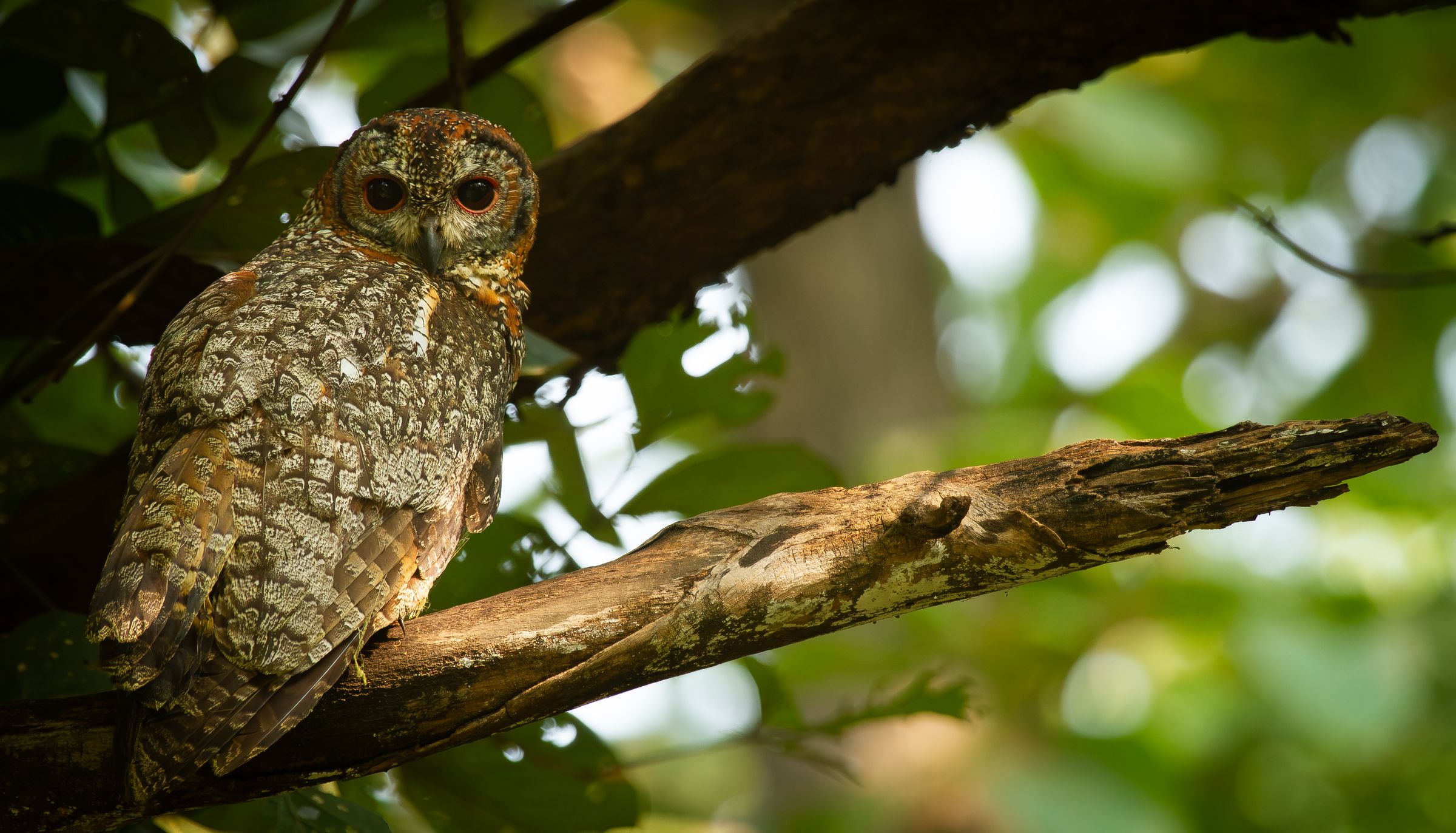 A mottled wood owl on a branch, looking over its shoulder