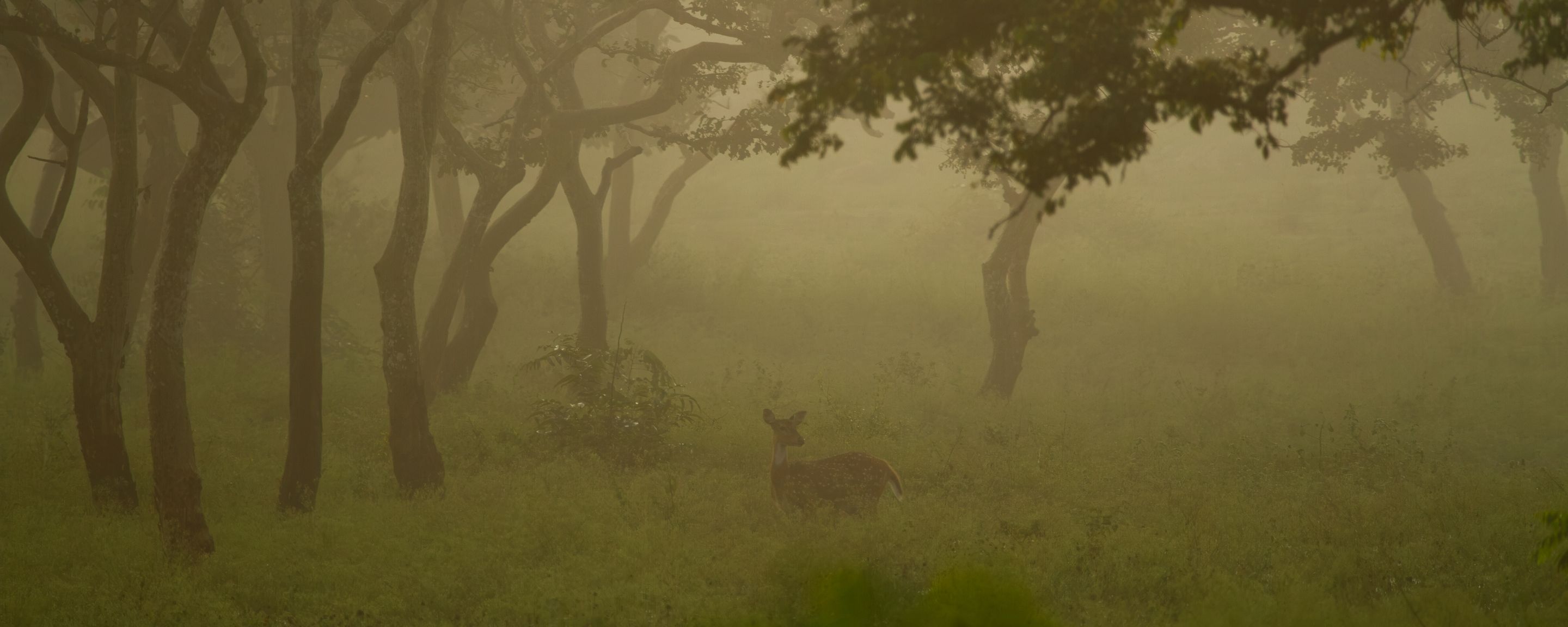 A spotted deer in a misty forest at first light