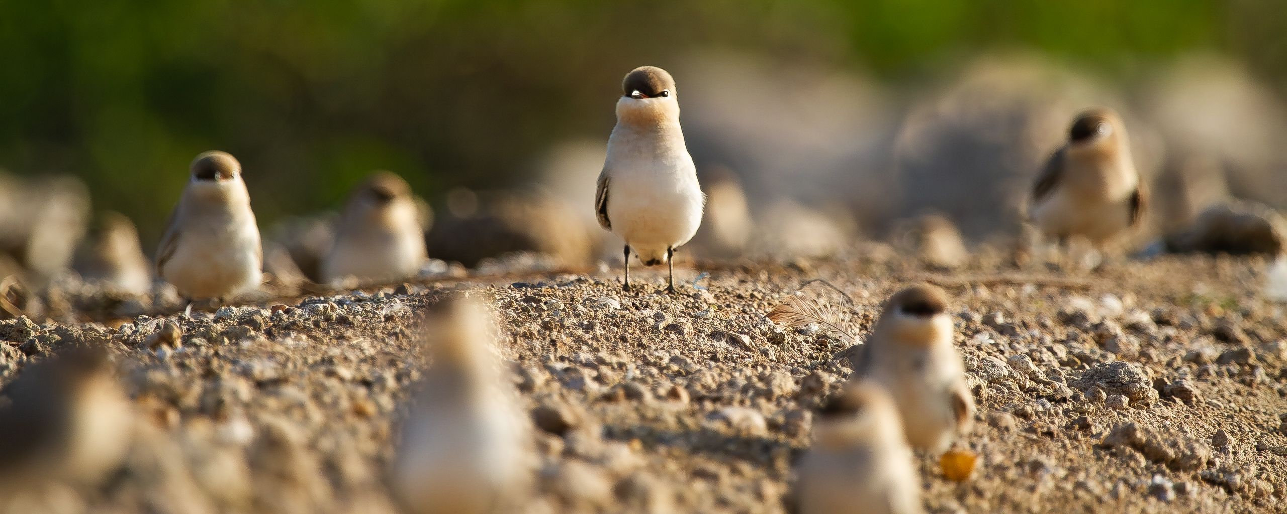 Small birds standing together on a gravel bank