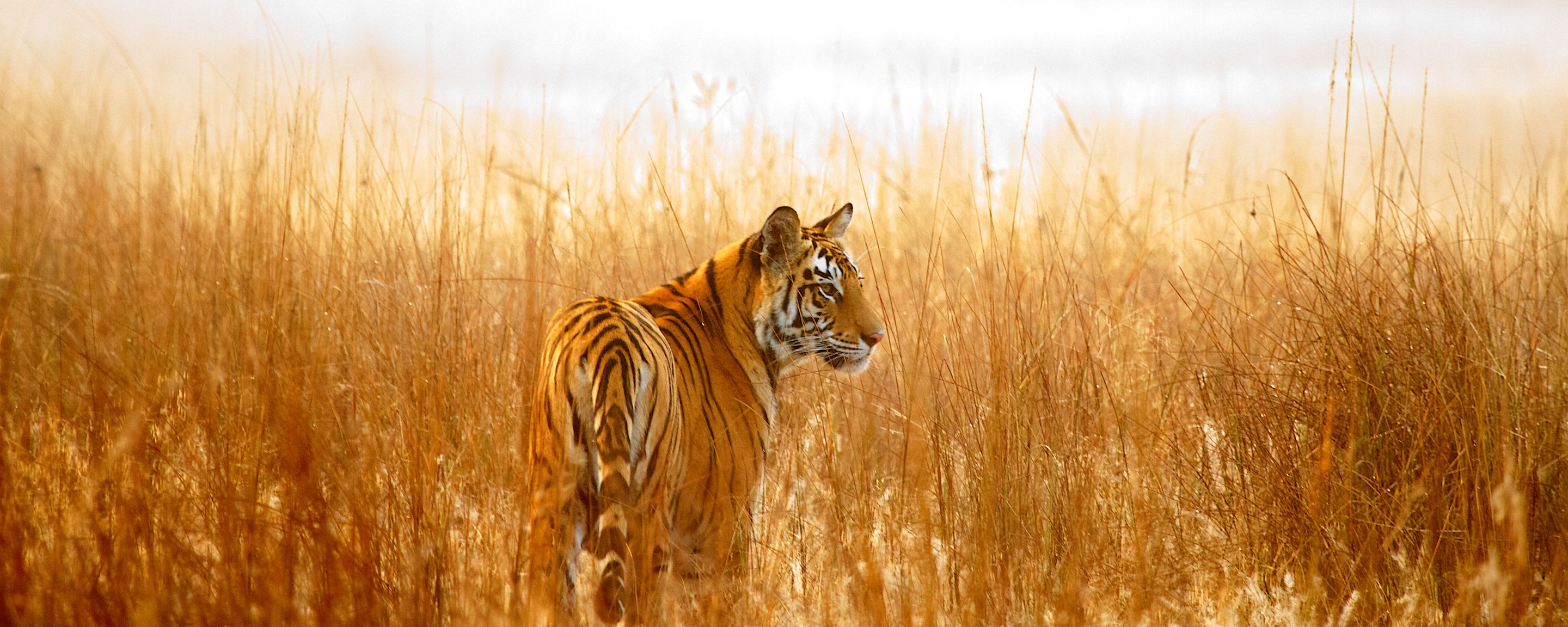 A tiger standing in tall golden grass, looking back